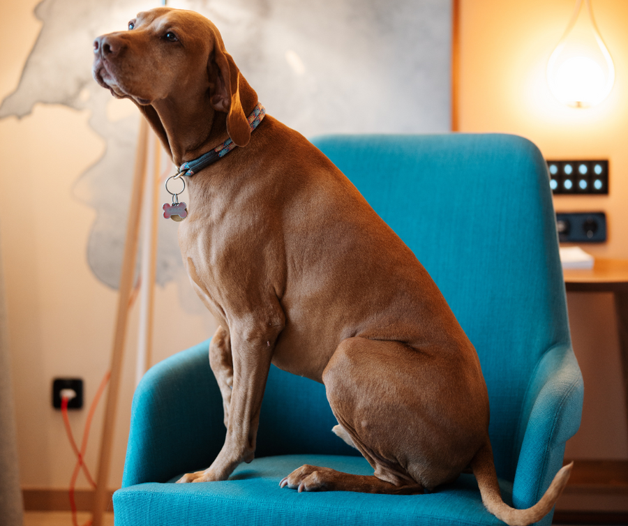 Hund sitzt auf blauem Sessel