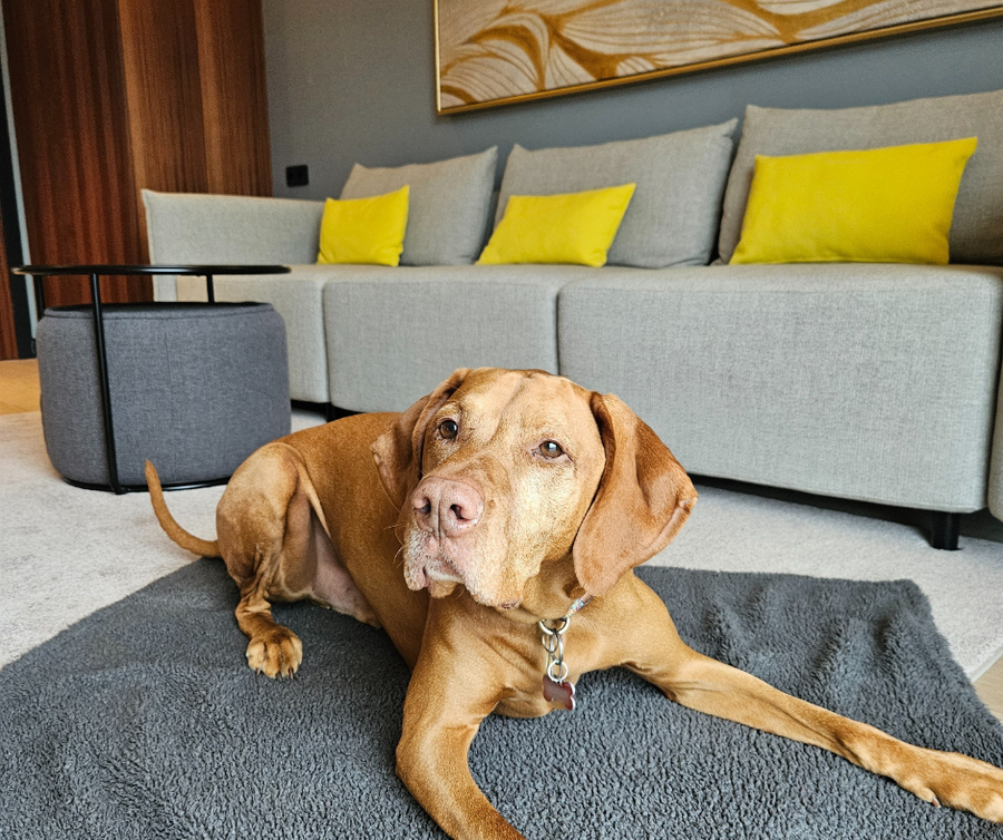 Hund liegt auf Teppich am Boden vor hellgrauer Couch mit gelben Kissen