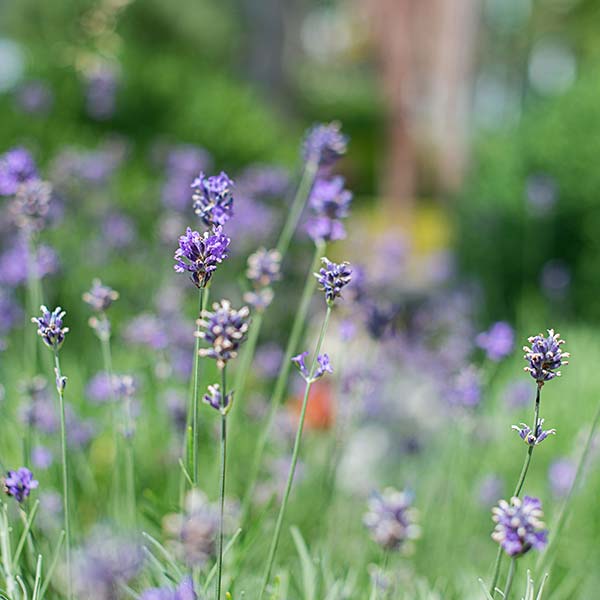 A large bush of lavender growing on a meadow around the hotel trout