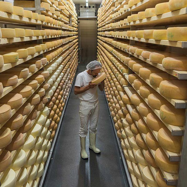 A man stands in a cheese warehouse and smells a cheese.