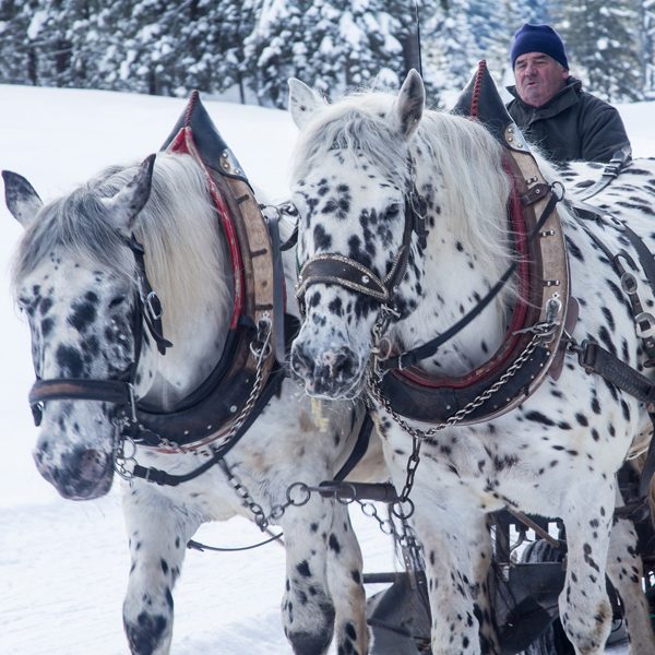 Zwei Schimmel ziehen einen Pferdeschlitten durch den Schnee